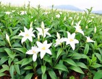 白花蛇舌草半枝莲用法