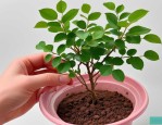 2025年月季插枝种植方法