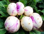 花魔芋价格多少钱一斤