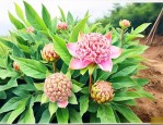 七叶一枝花回收价格表