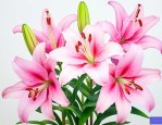 百合花醒花的正确方法