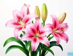 百合花的样子颜色气味