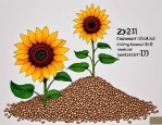 2025年如何种向日葵种子
