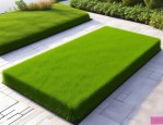 2025年哪里卖果岭草草坪