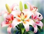 百合花开了是什么意思