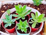 2025年多肉植物怎么育苗