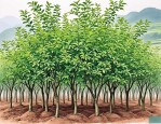 2025年花椒树苗哪有卖的