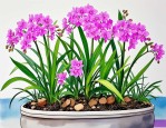 2025年兰花夏天养殖方法