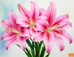 百合花价格多少钱一斤