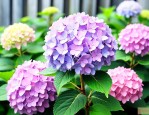 绣球花适合什么时候种