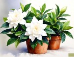 栀子花的家庭养殖方法