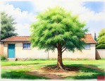 房前屋后不能种什么树