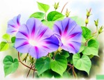 牵牛花适合在什么地方