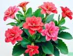 长寿花开完花后怎么养