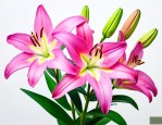 如何促进百合花苞开花