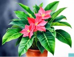 花叶万年青放哪里最好