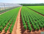 寿光比较大的种苗基地