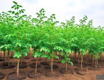 花椒树苗几月份种植好