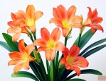 君子兰开花有几种颜色