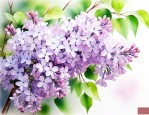 亚洲五月天丁香花妖精