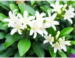 九里香叶片多大能开花
