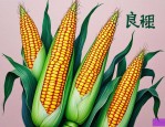 2025年良玉99z玉米种
