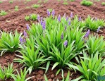 2025年柴胡种植技术要点
