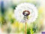 蒲公英的花就是种子吗