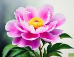 芍药花时间是几点左右