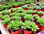 2025年多肉植物育苗方法