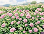2025年种植七叶一枝花的