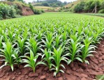 2025年白芨种苗人工种植