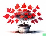 美国红枫小苗红点