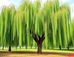8公分垂柳价格是多少
