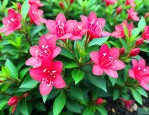 五彩锦带树花小苗价格