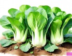 小白菜是十字花科蔬菜吗