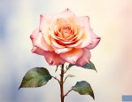 香槟色花代表什么意思
