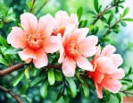 石榴的花是什么样子的