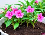 凤仙花种子需要泡水吗