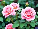 院里种月季花风水好不好