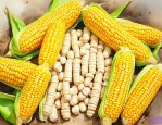 河北玉米种子十大名牌