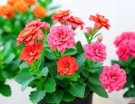 七月份的长寿花怎么养
