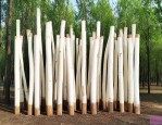 16公分白蜡最新价格
