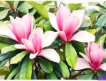 广玉兰开花时有叶子吗