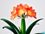 君子兰花落了杆怎么办