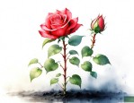 月季花芽扦插