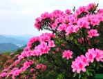 麻城龟峰山杜鹃花介绍