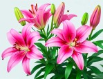 百合花茹志鹃课文解析