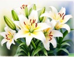 百合花啥时候种植最好
