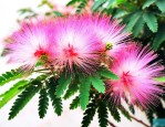 合欢花为什么叫鬼花呢
